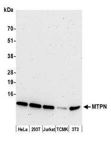 MTPN / Myotrophin Antibody - Detection of human and mouse MTPN by western blot. Samples: Whole cell lysate (15 µg) from HeLa, HEK293T, Jurkat, mouse TCMK-1, and mouse NIH 3T3 cells prepared using NETN lysis buffer. Antibody: Affinity purified rabbit anti-MTPN antibody used for WB at 0.1 µg/ml. Detection: Chemiluminescence with an exposure time of 3 minutes.