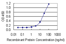 MTRPOL / POLRMT Antibody - Detection limit for recombinant GST tagged POLRMT is 0.3 ng/ml as a capture antibody.