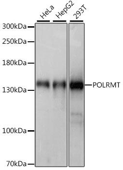 MTRPOL / POLRMT Antibody - Western blot analysis of extracts of various cell lines using POLRMT Polyclonal Antibody at dilution of 1:1000.
