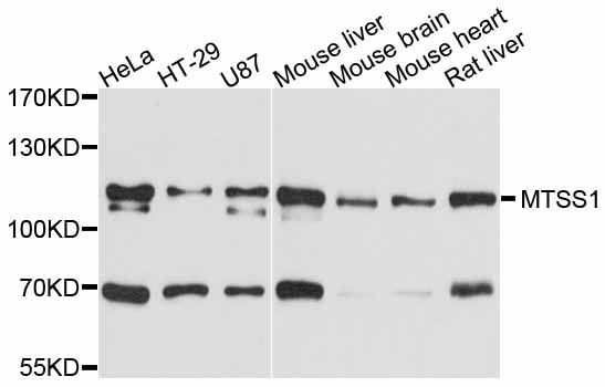 MTSS1 / MIM Antibody - Western blot analysis of extracts of various cell lines, using MTSS1 antibody at 1:3000 dilution. The secondary antibody used was an HRP Goat Anti-Rabbit IgG (H+L) at 1:10000 dilution. Lysates were loaded 25ug per lane and 3% nonfat dry milk in TBST was used for blocking. An ECL Kit was used for detection and the exposure time was 10s.