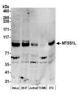 MTSS1L Antibody - Detection of human and mouse MTSS1L by western blot. Samples: Whole cell lysate (50 µg) from HeLa, HEK293T, Jurkat, mouse TCMK-1, and mouse NIH 3T3 cells prepared using NETN lysis buffer. Antibodies: Affinity purified rabbit anti-MTSS1L antibody used for WB at 0.1 µg/ml. Detection: Chemiluminescence with an exposure time of 3 minutes.