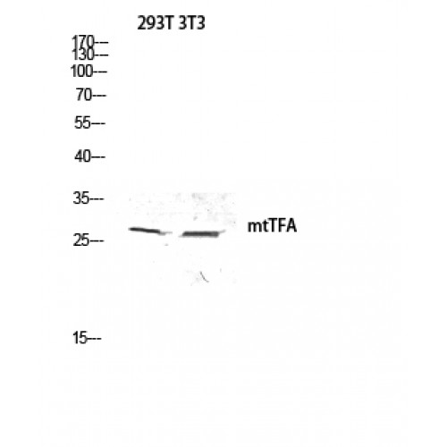 MtTFA / TFAM Antibody - Western blot of mtTFA antibody