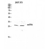 MtTFA / TFAM Antibody - Western blot of mtTFA antibody