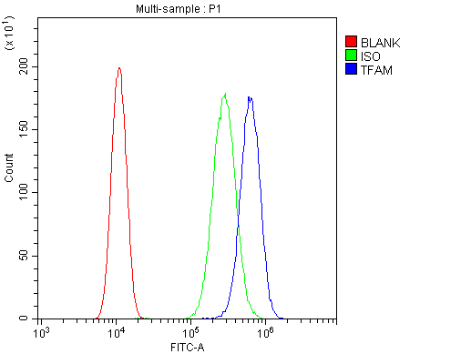 MtTFA / TFAM Antibody - Flow Cytometry analysis of SiHa cells using anti-mtTFA antibody. Overlay histogram showing SiHa cells stained with anti-mtTFA antibody (Blue line). The cells were blocked with 10% normal goat serum. And then incubated with rabbit anti-mtTFA Antibody (1µg/10E6 cells) for 30 min at 20°C. DyLight®488 conjugated goat anti-rabbit IgG (5-10µg/10E6 cells) was used as secondary antibody for 30 minutes at 20°C. Isotype control antibody (Green line) was rabbit IgG (1µg/10E6 cells) used under the same conditions. Unlabelled sample (Red line) was also used as a control.