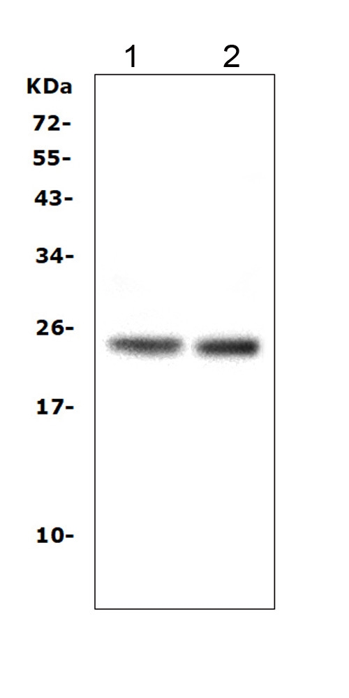 MtTFA / TFAM Antibody - Western blot analysis of mtTFA using anti-mtTFA antibody. Electrophoresis was performed on a 5-20% SDS-PAGE gel at 70V (Stacking gel) / 90V (Resolving gel) for 2-3 hours. The sample well of each lane was loaded with 50ug of sample under reducing conditions. Lane 1: rat brain tissue lysates, Lane 2: mouse brain tissue lysates, After Electrophoresis, proteins were transferred to a Nitrocellulose membrane at 150mA for 50-90 minutes. Blocked the membrane with 5% Non-fat Milk/ TBS for 1.5 hour at RT. The membrane was incubated with rabbit anti-mtTFA antigen affinity purified polyclonal antibody at 0.5 µg/mL overnight at 4°C, then washed with TBS-0.1% Tween 3 times with 5 minutes each and probed with a goat anti-rabbit IgG-HRP secondary antibody at a dilution of 1:10000 for 1.5 hour at RT. The signal is developed using an Enhanced Chemiluminescent detection (ECL) kit with Tanon 5200 system. A specific band was detected for mtTFA at approximately 24KD. The expected band size for mtTFA is at 29KD.
