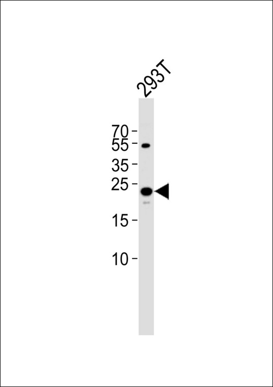 MtTFA / TFAM Antibody - Western blot of lysate from 293T cell line, using TFAM Antibody. Antibody was diluted at 1:1000. A goat anti-rabbit IgG H&L (HRP) at 1:5000 dilution was used as the secondary antibody. Lysate at 35ug.