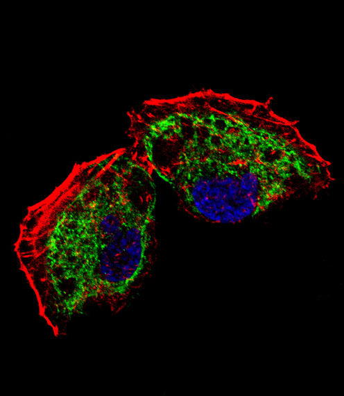 MtTFA / TFAM Antibody - Fluorescent confocal image of NCI-H460 cell stained with TFAM Antibody. NCI-H460 cells were fixed with 4% PFA (20 min), permeabilized with Triton X-100 (0.1%, 10 min), then incubated with TFAM primary antibody (1:25, 1 h at 37°C). For secondary antibody, Alexa Fluor 488 conjugated donkey anti-rabbit antibody (green) was used (1:400, 50 min at 37°C). Cytoplasmic actin was counterstained with Alexa Fluor 555 (red) conjugated Phalloidin (7units/ml, 1 h at 37°C). Nuclei were counterstained with DAPI (blue) (10 ug/ml, 10 min). TFAM immunoreactivity is localized to mitochondrion significantly.