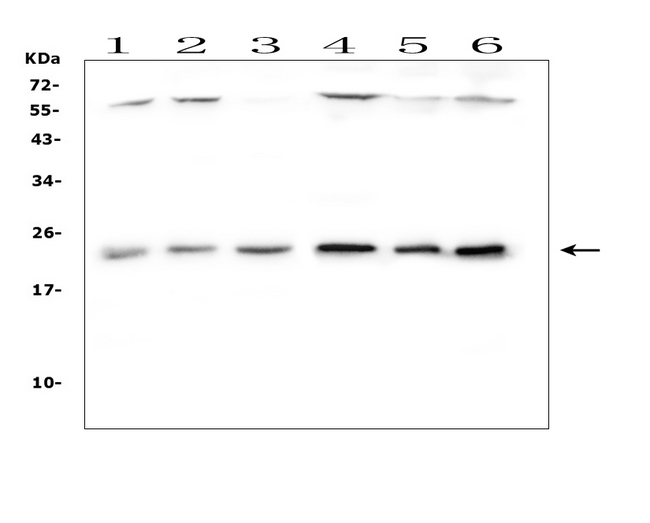 MtTFA / TFAM Antibody - Western blot analysis of mtTFA using anti-mtTFA antibody. Electrophoresis was performed on a 5-20% SDS-PAGE gel at 70V (Stacking gel) / 90V (Resolving gel) for 2-3 hours. The sample well of each lane was loaded with 50ug of sample under reducing conditions. Lane 1: human Jurkat whole cell lysates, Lane 2: human A431 whole cell lysates, Lane 3: human HL-60 whole cell lysates, Lane 4: human CCRF-CEM whole cell lysates, Lane 5: human 293T whole cell lysates, Lane 6: human SW620 whole cell lysates. After Electrophoresis, proteins were transferred to a Nitrocellulose membrane at 150mA for 50-90 minutes. Blocked the membrane with 5% Non-fat Milk/ TBS for 1.5 hour at RT. The membrane was incubated with rabbit anti-mtTFA antigen affinity purified polyclonal antibody at 0.5 µg/mL overnight at 4°C, then washed with TBS-0.1% Tween 3 times with 5 minutes each and probed with a goat anti-rabbit IgG-HRP secondary antibody at a dilution of 1:10000 for 1.5 hour at RT. The signal is developed using an Enhanced Chemiluminescent detection (ECL) kit with Tanon 5200 system. A specific band was detected for mtTFA at approximately 24KD. The expected band size for mtTFA is at 29KD.