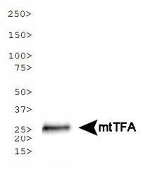 MtTFA / TFAM Antibody - mtTFA Antibody (18G102B2E11) - Western blot of mtTFA expression in HeLa whole cell lysate.  This image was taken for the unconjugated form of this product. Other forms have not been tested.
