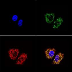 MtTFA / TFAM Antibody - ICC: mtTFA Antibody - Immunostaining in HeLa cells. C1: DAPI staining 2 nuclei, C2: anti-mtTFA stain with Alexa Fluor 488 secondary ab (green), C3: Mitotracker Red staining mitochondria.  This image was taken for the unconjugated form of this product. Other forms have not been tested.