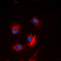 MtTFA / TFAM Antibody - Immunofluorescent analysis of TCF6 staining in U2OS cells. Formalin-fixed cells were permeabilized with 0.1% Triton X-100 in TBS for 5-10 minutes and blocked with 3% BSA-PBS for 30 minutes at room temperature. Cells were probed with the primary antibody in 3% BSA-PBS and incubated overnight at 4 deg C in a humidified chamber. Cells were washed with PBST and incubated with a DyLight 594-conjugated secondary antibody (red) in PBS at room temperature in the dark. DAPI was used to stain the cell nuclei (blue).