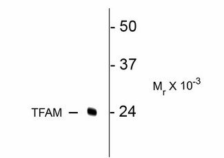 MtTFA / TFAM Antibody - Western Blot of TFAM antibody. Western blot of rat kidney lysate showing specific immunolabeling of ~24k TFAM protein