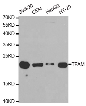 MtTFA / TFAM Antibody - Western blot analysis of extracts of various celllines.