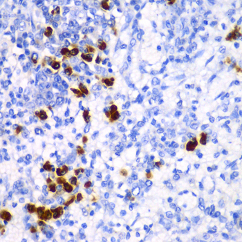 MtTFA / TFAM Antibody - Immunohistochemistry of paraffin-embedded mouse spleen tissue.