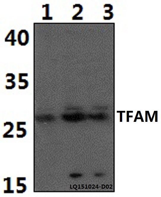 MtTFA / TFAM Antibody - Western blot of TFAM polyclonal antibody at 1:500 dilution. Lane 1: HeLa whole cell lysate (40 ug). Lane 2: RAW264.7 whole cell lysate (40 ug). Lane 3: H9C2 whole cell lysate (40 ug).