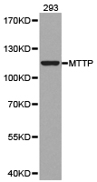 MTTP / MTP Antibody - Western blot of extracts of 293 cell lines, using MTTP antibody.