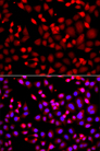 MTUS1 Antibody - Immunofluorescence analysis of A549 cells.