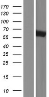 MTUS1 Protein - Western validation with an anti-DDK antibody * L: Control HEK293 lysate R: Over-expression lysate