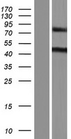 MTUS2 Protein - Western validation with an anti-DDK antibody * L: Control HEK293 lysate R: Over-expression lysate
