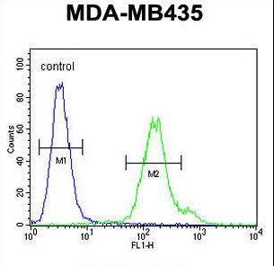 MTX2 Antibody - MTX2 Antibody flow cytometry of MDA-MB435 cells (right histogram) compared to a negative control cell (left histogram). FITC-conjugated goat-anti-rabbit secondary antibodies were used for the analysis.