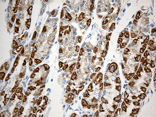 MTX2 Antibody - Immunohistochemical staining of paraffin-embedded Human gastric tissue within the normal limits using anti-MTX2 mouse monoclonal antibody. (Heat-induced epitope retrieval by 1mM EDTA in 10mM Tris buffer. (pH8.5) at 120°C for 3 min. (1:500)