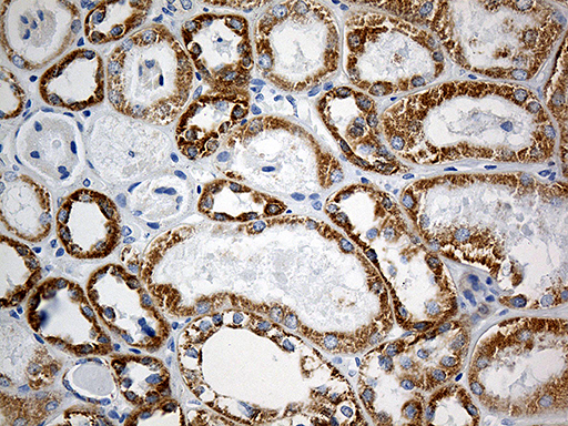 MTX2 Antibody - Immunohistochemical staining of paraffin-embedded Human Kidney tissue within the normal limits using anti-MTX2 mouse monoclonal antibody. (Heat-induced epitope retrieval by 1mM EDTA in 10mM Tris buffer. (pH8.5) at 120°C for 3 min. (1:500)