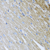 MTX2 Antibody - Immunohistochemistry of paraffin-embedded mouse heart.