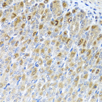 MTX2 Antibody - Immunohistochemistry of paraffin-embedded mouse stomach tissue.