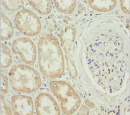 MTX2 Antibody - Immunohistochemistry of paraffin-embedded human kidney tissue at dilution 1:100