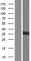 MTX3 Protein - Western validation with an anti-DDK antibody * L: Control HEK293 lysate R: Over-expression lysate