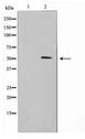 MUC13 Antibody - Western blot of 293 cell lysate using MUC13 Antibody