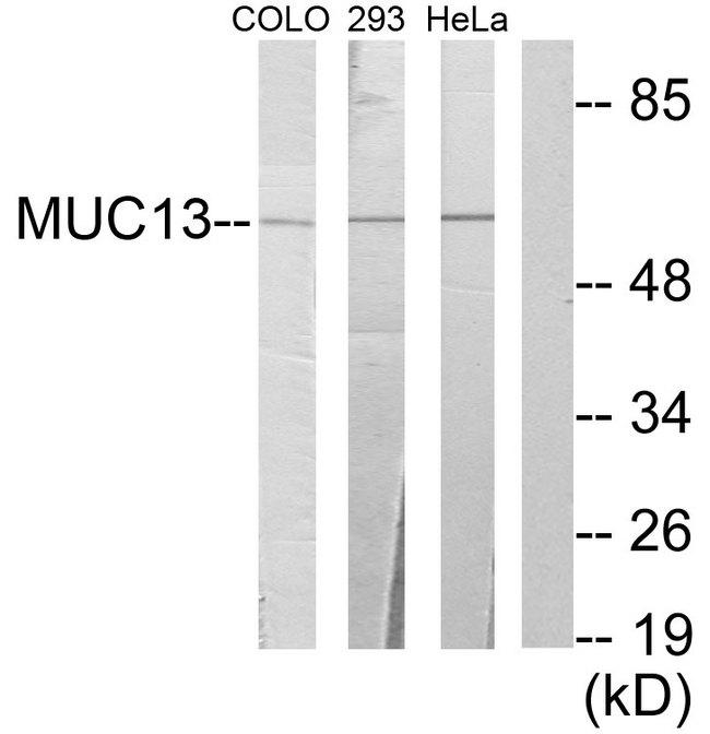 MUC13 Antibody - Western blot analysis of extracts from COLO cells, 293 cells and HeLa cells, using MUC13 antibody.
