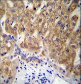 MUC15 Antibody - MUC15 Antibody immunohistochemistry of formalin-fixed and paraffin-embedded human liver tissue followed by peroxidase-conjugated secondary antibody and DAB staining.