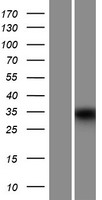 MUC15 Protein - Western validation with an anti-DDK antibody * L: Control HEK293 lysate R: Over-expression lysate