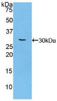 MUC16 / CA125 Antibody - Western Blot; Sample: Recombinant CA125, Mouse.