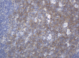 MUC16 / CA125 Antibody - IHC of paraffin-embedded Human tonsil using anti-MUC16 mouse monoclonal antibody.