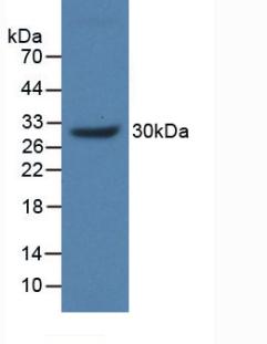 MUC17 Antibody - Western Blot; Sample: Recombinant MUC17, Human.