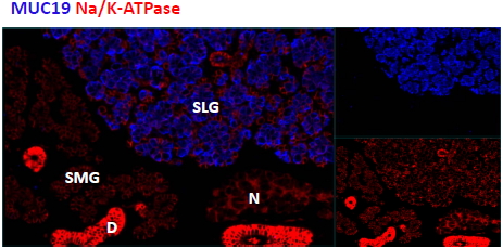 MUC19 Antibody - Goat Anti-Mucin 19 / Apomucin Antibody (1.8ug/ml) staining cells of the sublingual salivary gland (SLG) in mouse, but not any cells of the submandibular salivary gland (SMG).