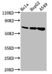 MUC20 Antibody - Positive Western Blot detected in Hela whole cell lysate, HepG2 whole cell lysate, A549 whole cell lysate. All lanes: MUC20 antibody at 5.6 µg/ml Secondary Goat polyclonal to rabbit IgG at 1/50000 dilution. Predicted band size: 72, 69 KDa. Observed band size: 72 KDa