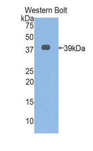 MUC3A Antibody - Western blot of recombinant MUC3A / MUC3.  This image was taken for the unconjugated form of this product. Other forms have not been tested.