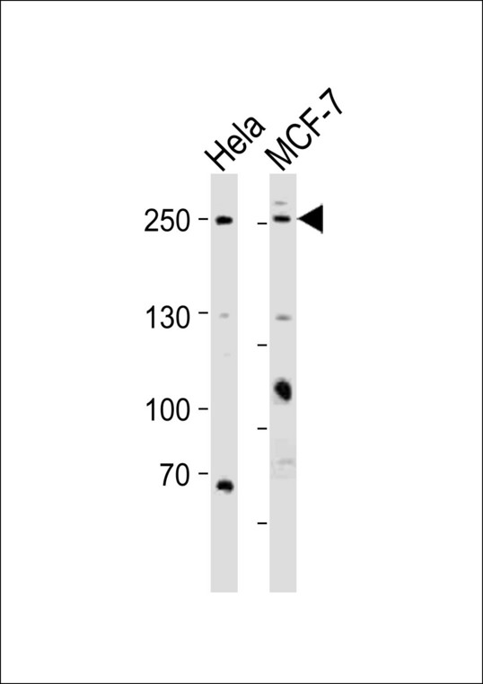 MUC4 Antibody - Western blot of lysates from HeLa, MCF-7 cell line (from left to right) with MUC4 (Mucin-4 alpha chain) Antibody. Antibody was diluted at 1:1000 at each lane. A goat anti-rabbit IgG H&L (HRP) at 1:10000 dilution was used as the secondary antibody. Lysates at 35 ug per lane.