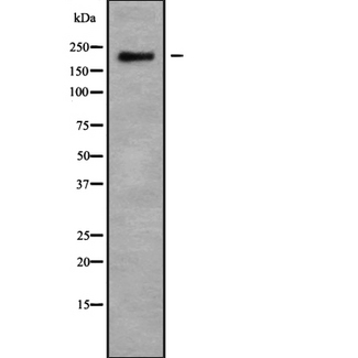 MUC4 Antibody - Western blot analysis of MUC4 using Jurkat whole cells lysates
