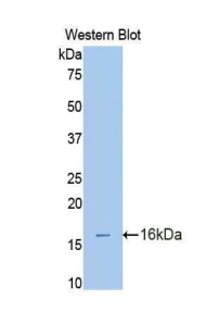 MUC5AC Antibody - Western blot of recombinant MUC5AC.  This image was taken for the unconjugated form of this product. Other forms have not been tested.