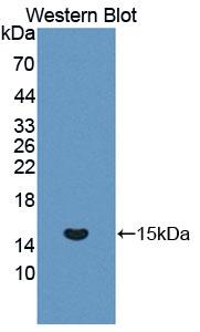 MUC5AC Antibody - Western blot of MUC5AC antibody.