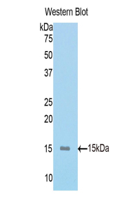 MUC5AC Antibody - Western blot of recombinant MUC5AC.  This image was taken for the unconjugated form of this product. Other forms have not been tested.