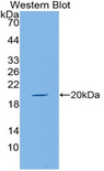 MUC5AC Antibody - Western blot of recombinant MUC5AC.  This image was taken for the unconjugated form of this product. Other forms have not been tested.