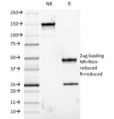 MUC5AC Antibody - SDS-PAGE Analysis of Purified, BSA-Free MUC5AC Antibody (clone 9-13M1). Confirmation of Integrity and Purity of the Antibody.