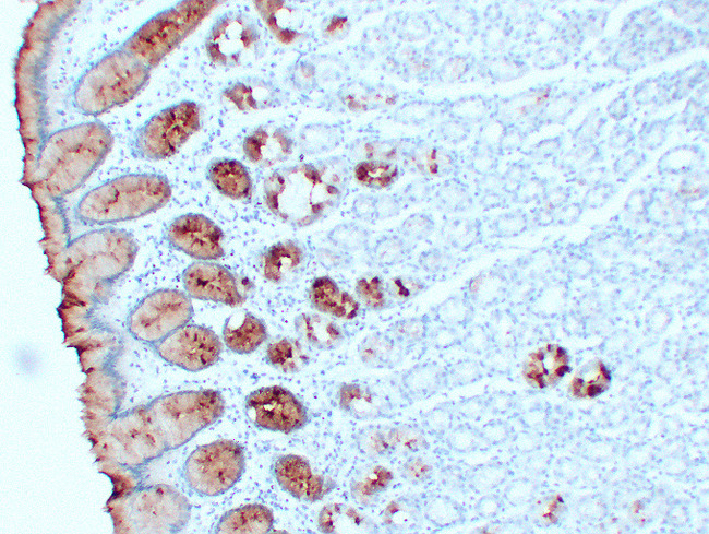 MUC5AC Antibody - Stomach 8