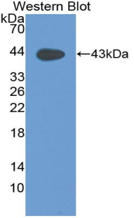 MUC5B Antibody - Western blot of recombinant MUC5B.