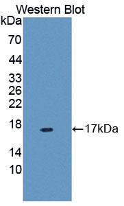 MUC5B Antibody - Western Blot; Sample: Recombinant protein.